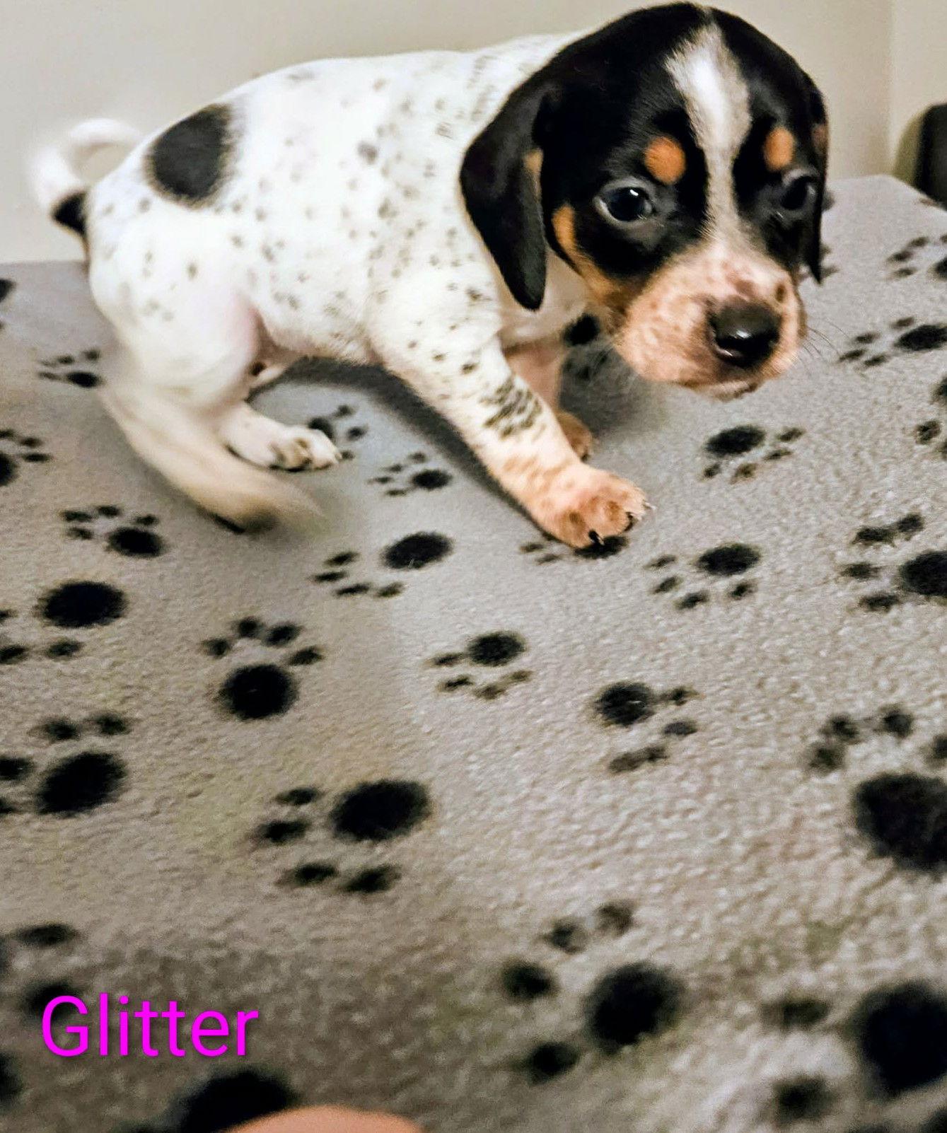 Glitter, Adopted, Puppy Female Rat Terrier.