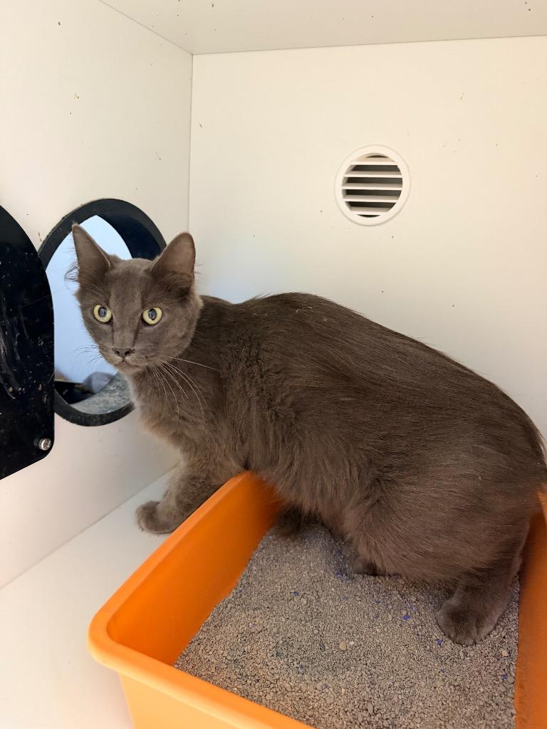 Chloe, Adoptable, Young Female Domestic Medium Hair.