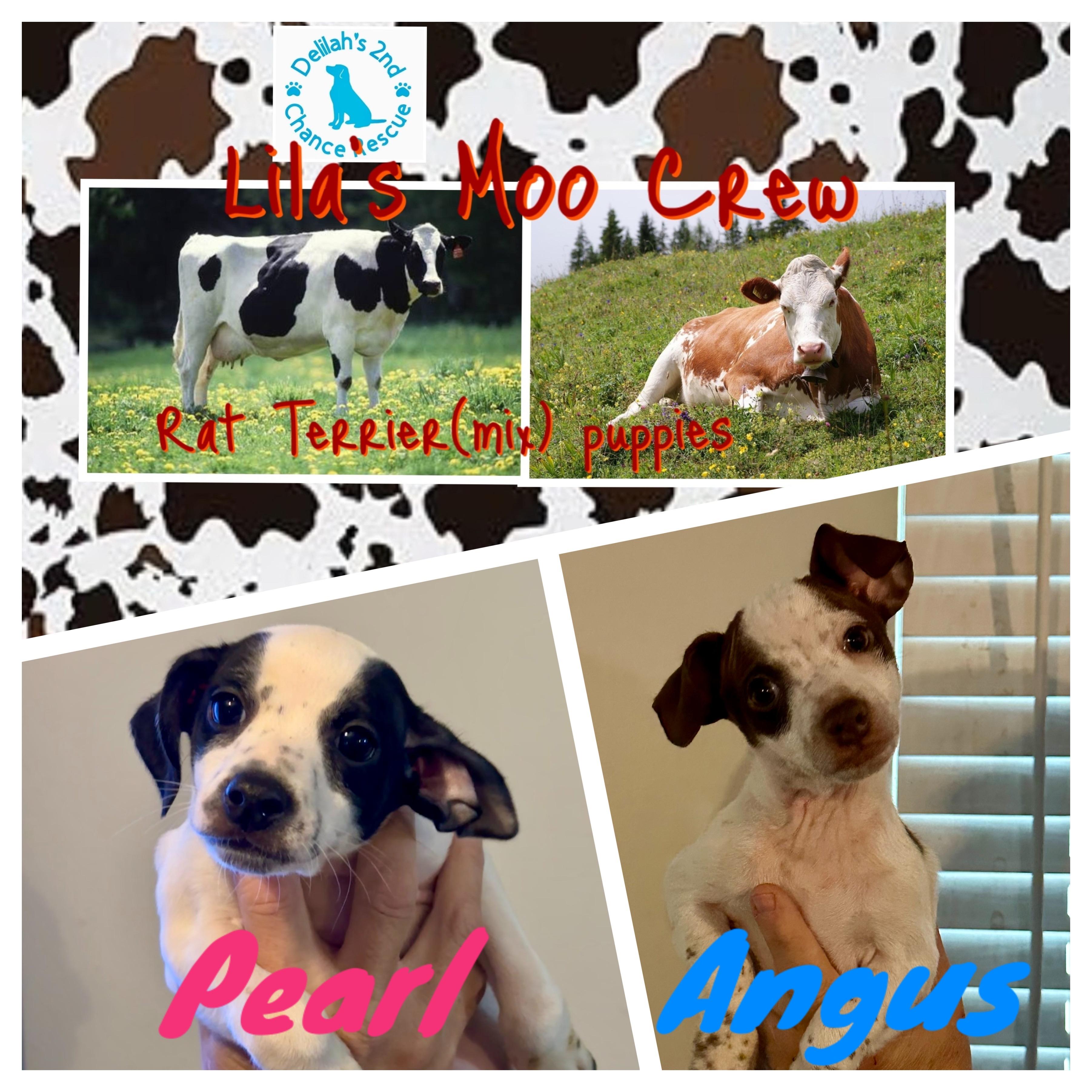 Enlarge Angus, an adopted mixed breed in Port Saint Lucie, FL image 2/3