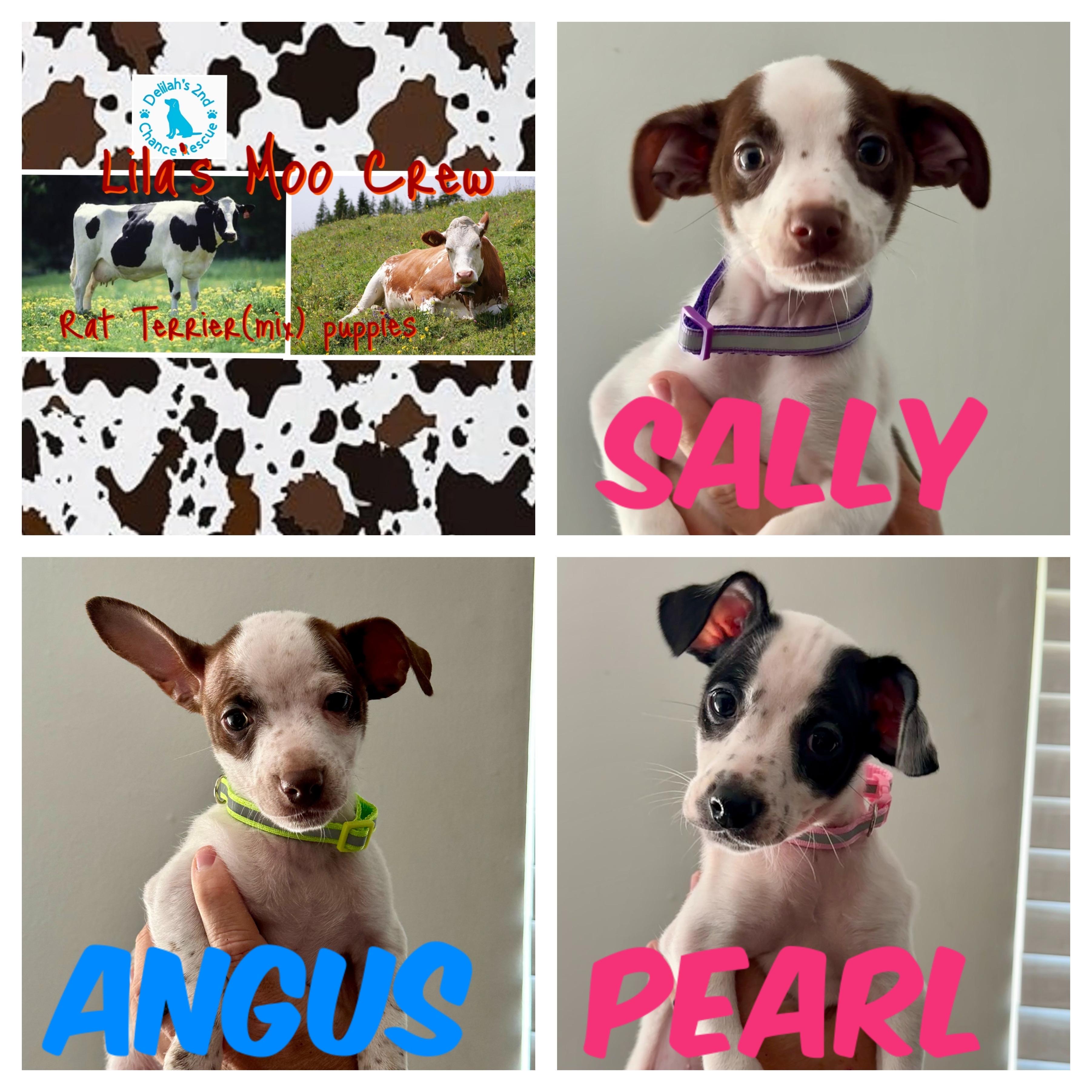 Enlarge Moo Crew, a ADOPTABLE Rat Terrier in Port Saint Lucie, FL image 1/1