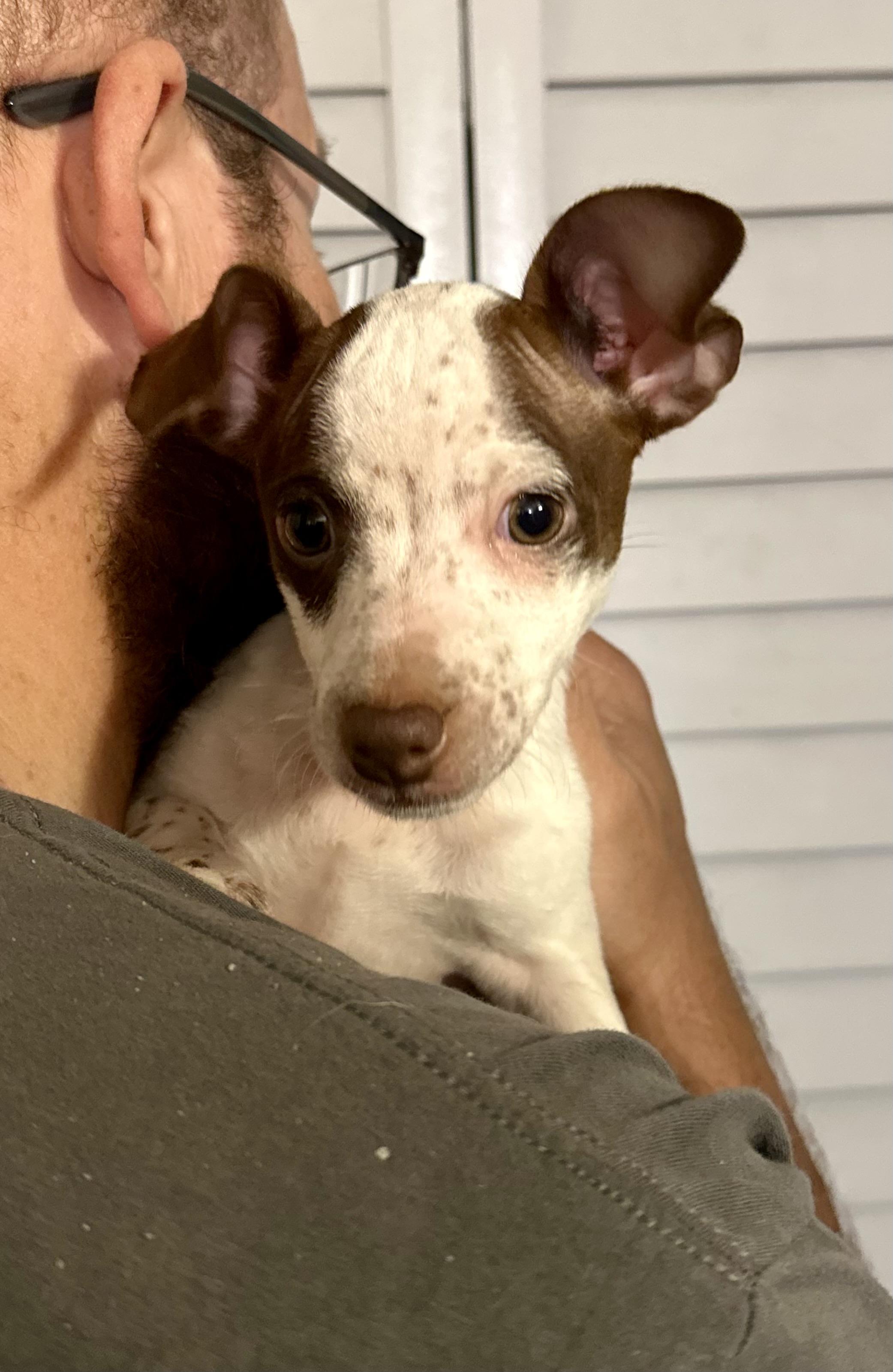Enlarge Angus, an adopted mixed breed in Port Saint Lucie, FL image 1/3