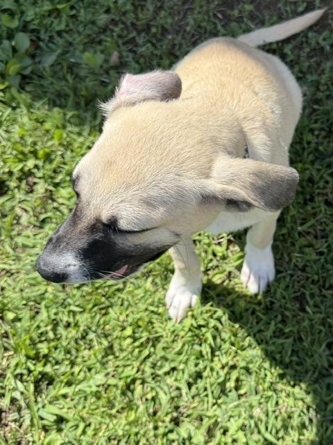 Enlarge Peyton Star adopted down south, a Adopted mixed breed in Woburn, MA image 4/4