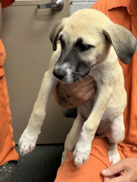 Enlarge Peyton Star adopted down south, a Adopted mixed breed in Woburn, MA image 2/4