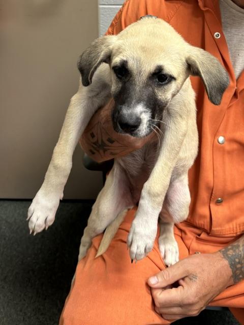 Enlarge Peyton Star adopted down south, a Adopted mixed breed in Woburn, MA image 3/4
