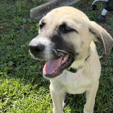 Enlarge Peyton Star adopted down south, a Adopted mixed breed in Woburn, MA image 1/4