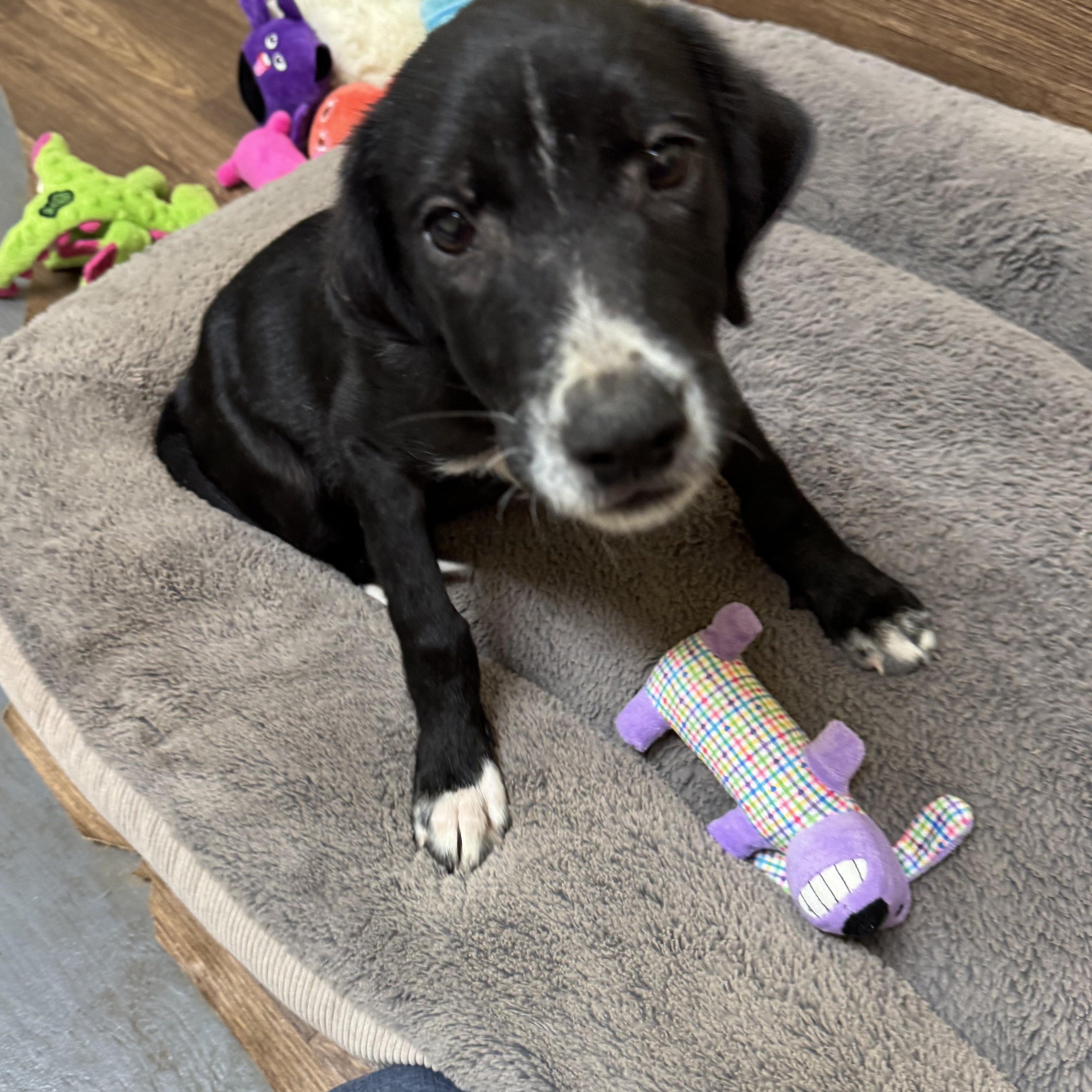 Enlarge Harley, a Adoptable mixed breed in Mountain Home , ID image 1/6