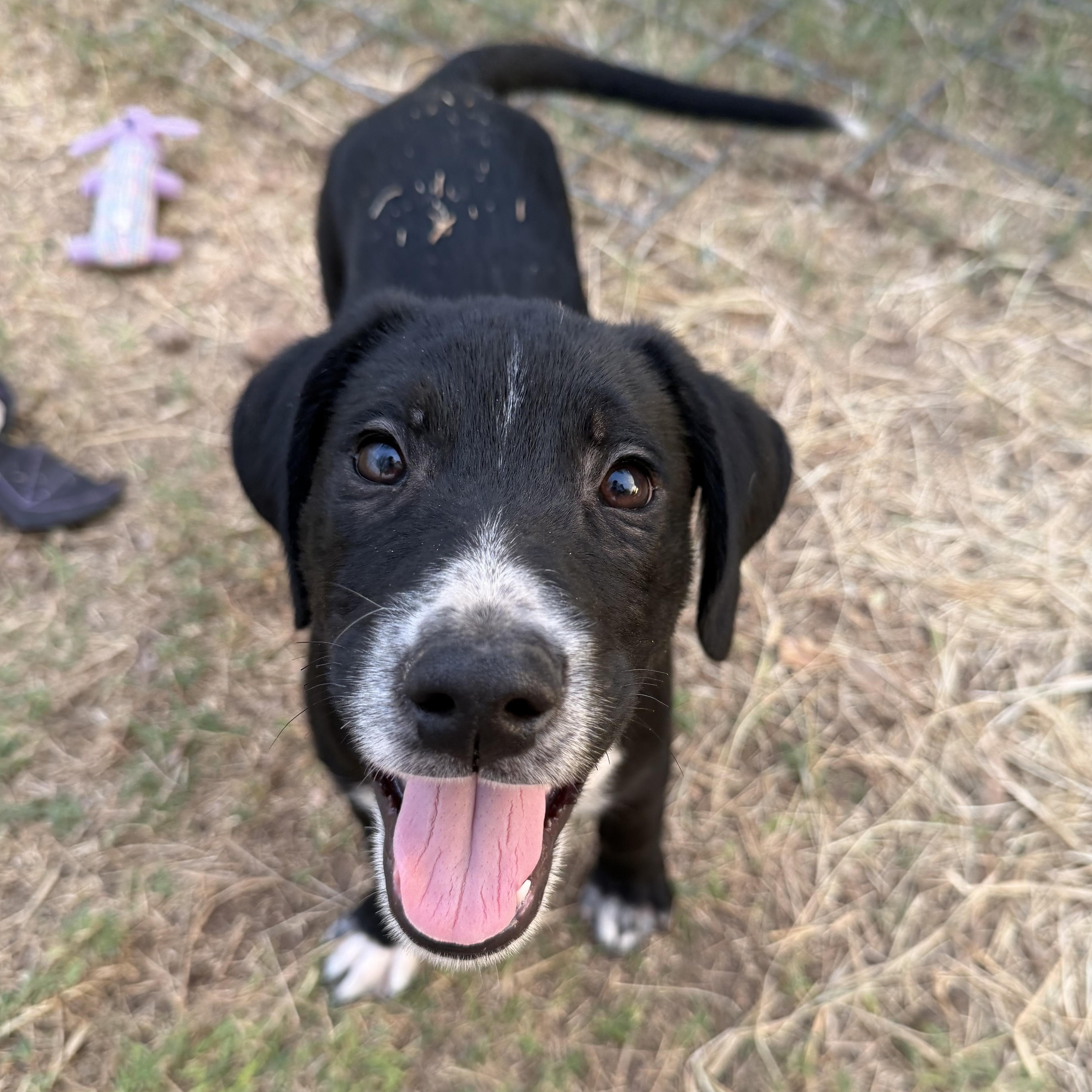 Enlarge Harley, a Adoptable mixed breed in Mountain Home , ID image 2/6