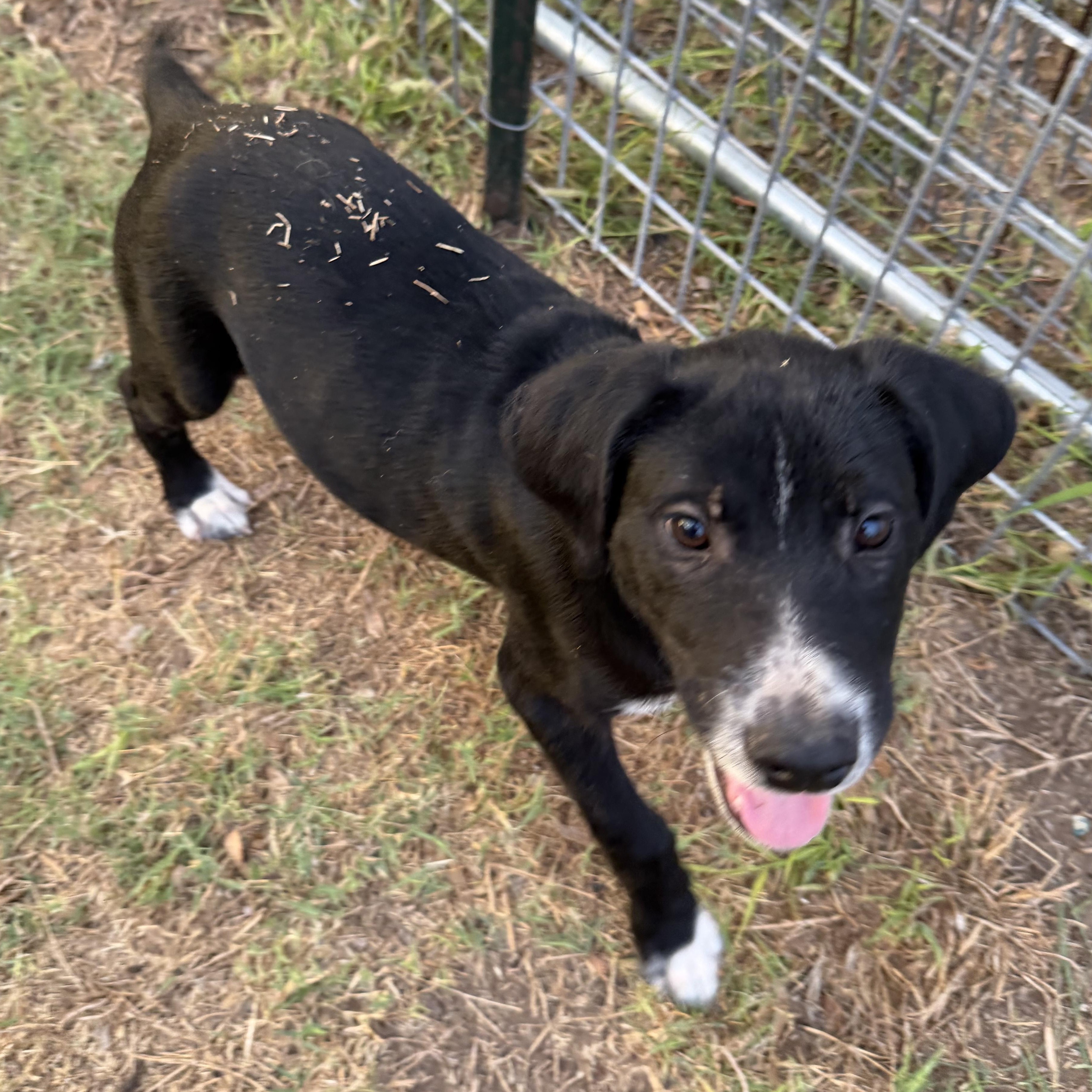Enlarge Harley, a Adoptable mixed breed in Mountain Home , ID image 3/6