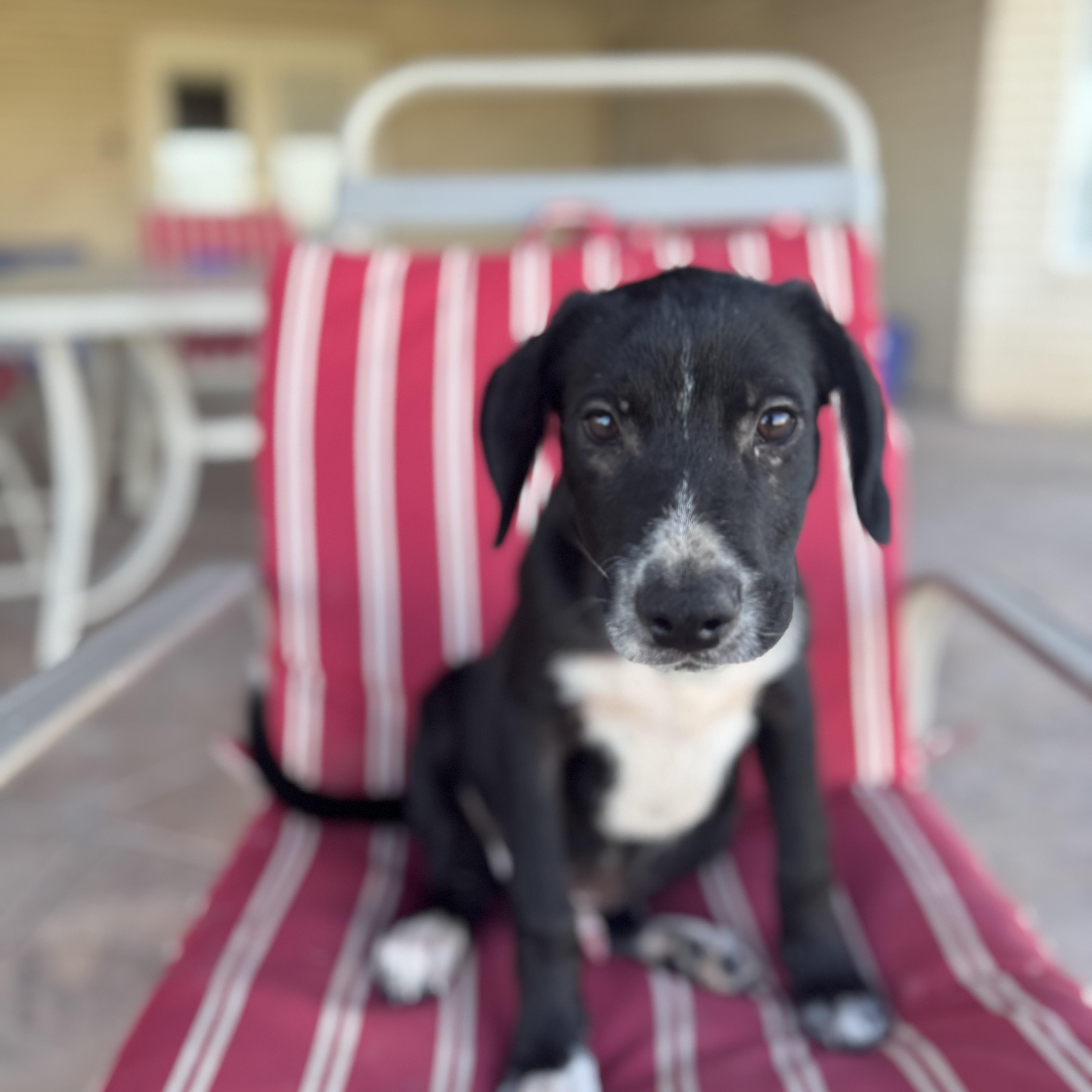 Enlarge Harley, a Adoptable mixed breed in Mountain Home , ID image 4/6