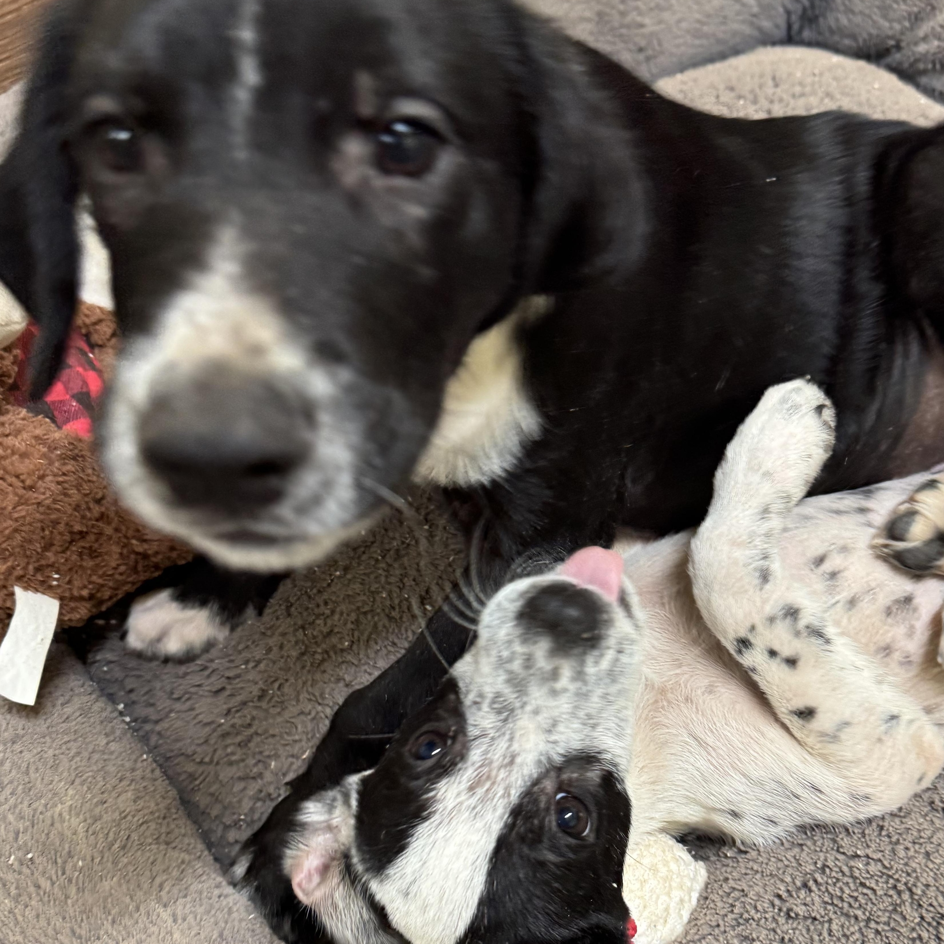 Enlarge Harley, a Adoptable mixed breed in Mountain Home , ID image 5/6