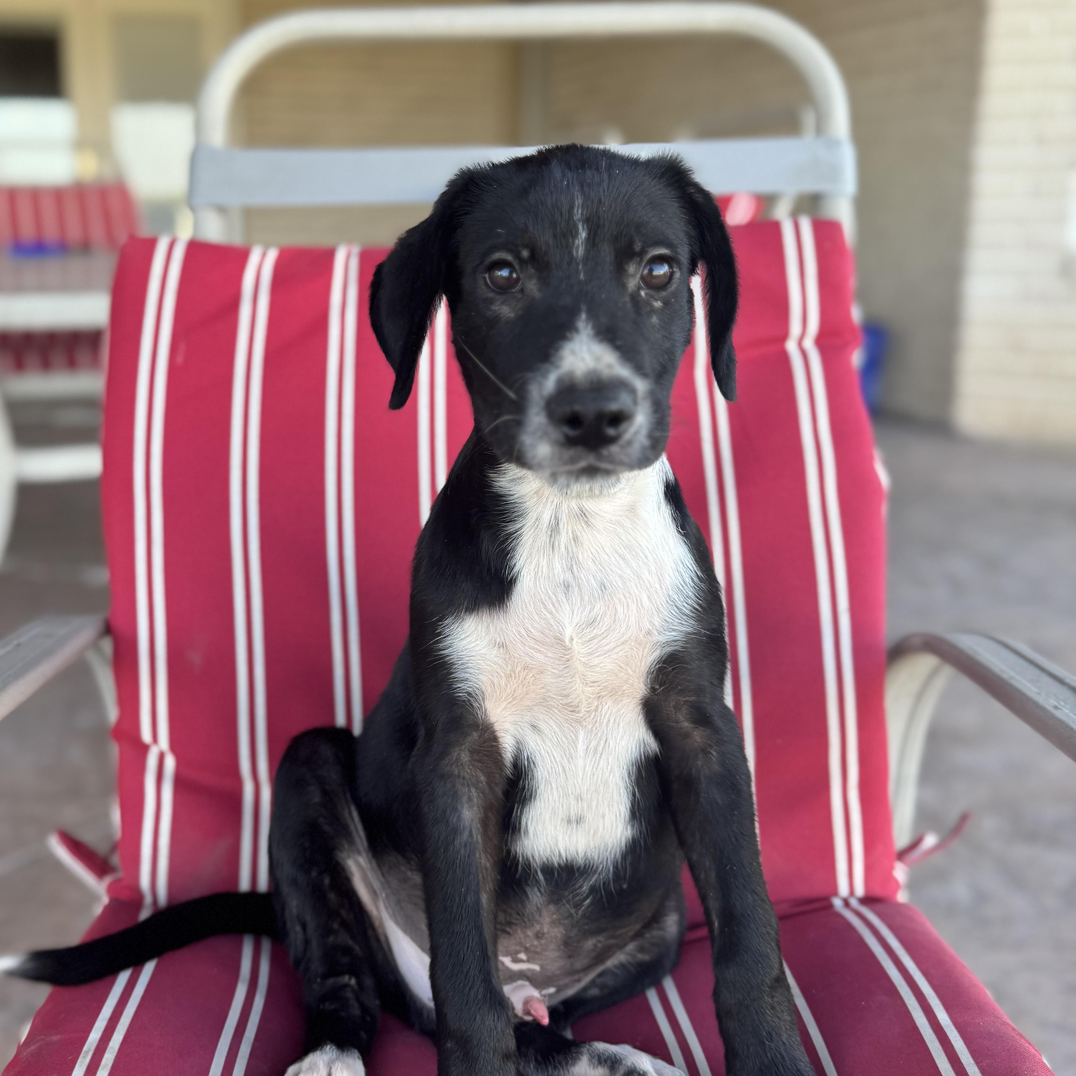 Enlarge Harley, a Adoptable mixed breed in Mountain Home , ID image 6/6