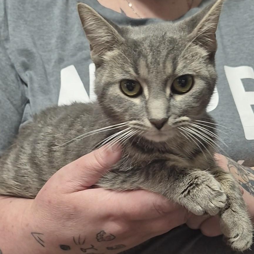 Enlarge Parfait, a ADOPTABLE Domestic Short Hair in Orrville, OH image 2/2