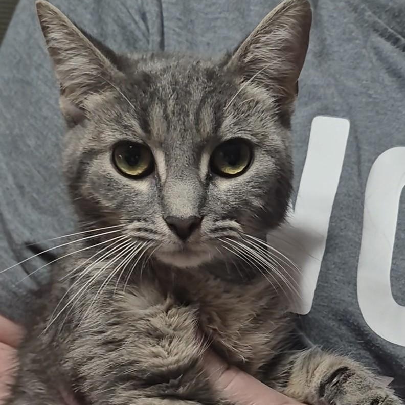 Parfait, ADOPTABLE, Kitten Female Domestic Short Hair.