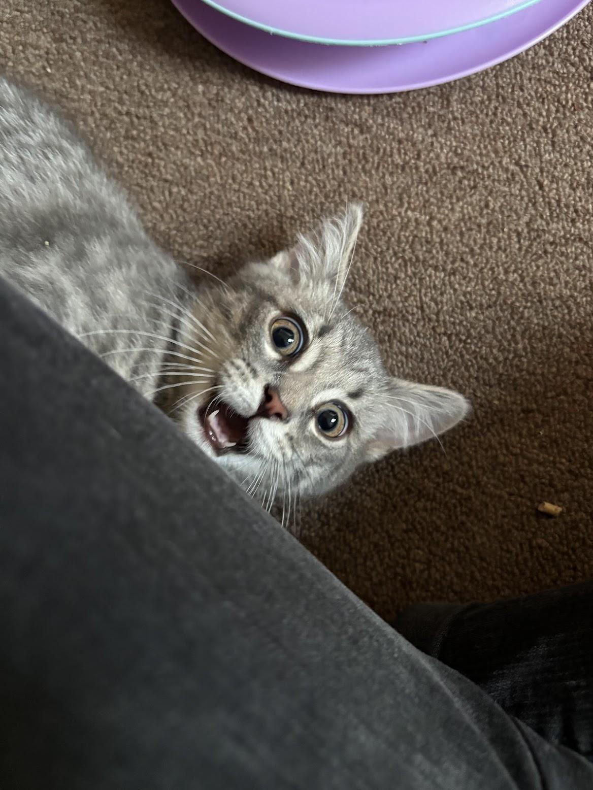 Banshee, an adopted Domestic Short Hair in Pittsburgh, PA image 1/6