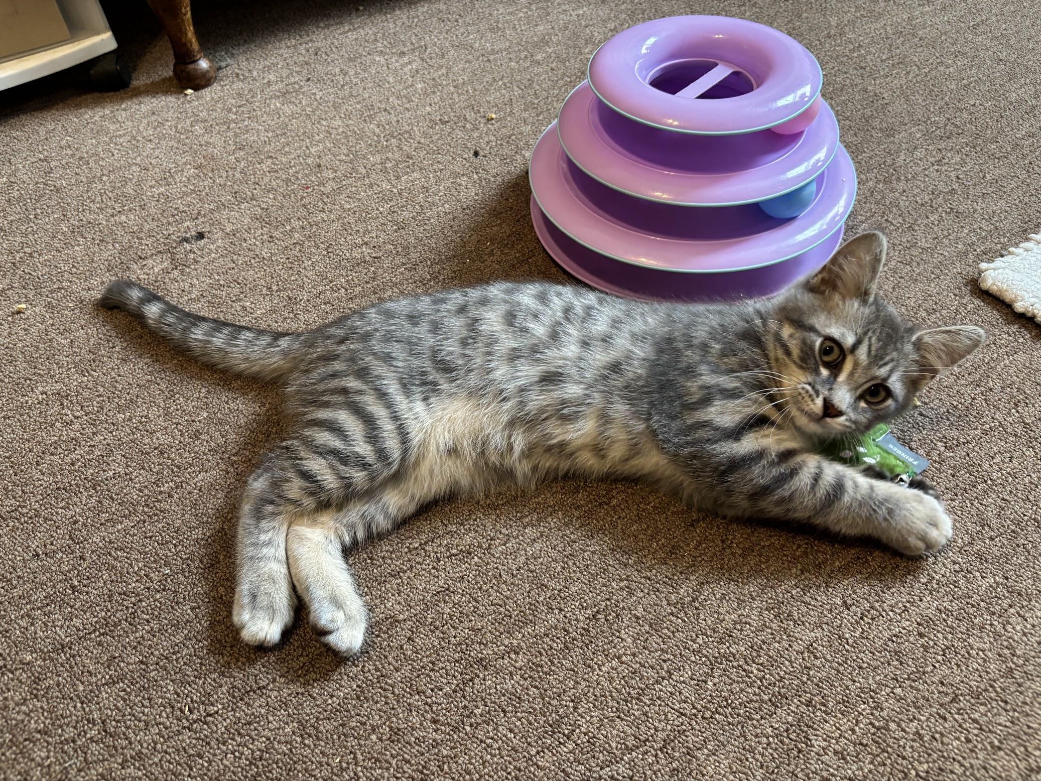 Banshee, an adopted Domestic Short Hair in Pittsburgh, PA image 2/6