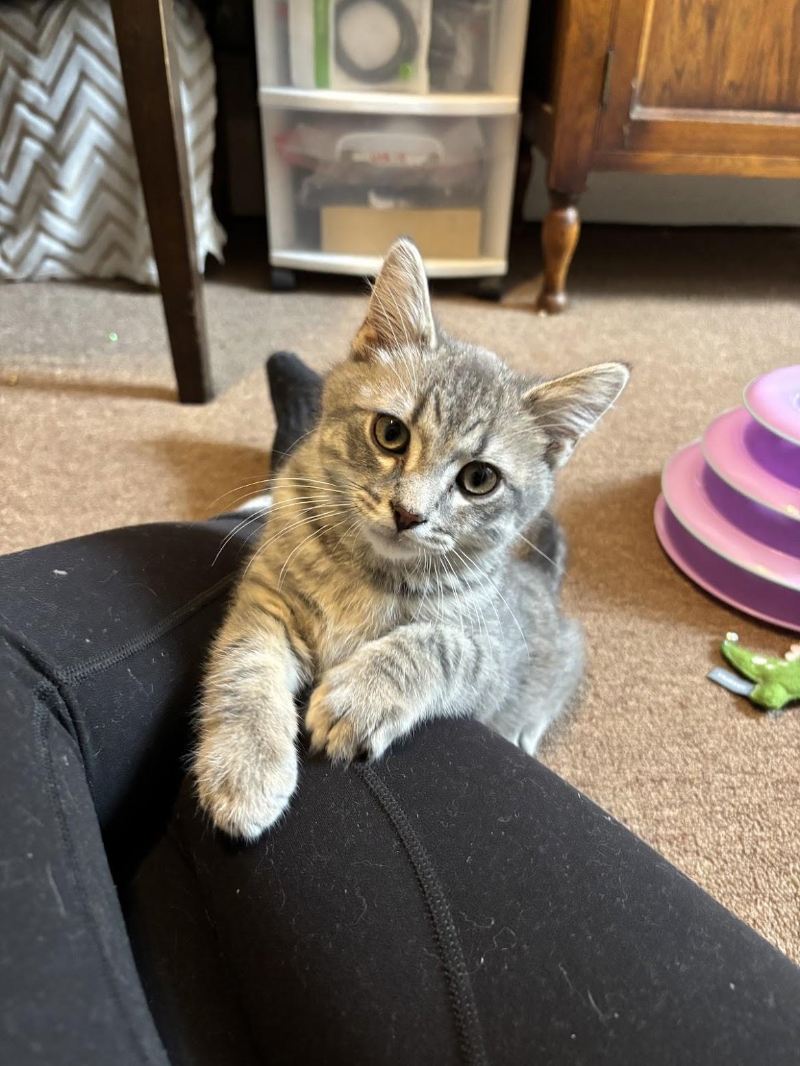 Banshee, an adopted Domestic Short Hair in Pittsburgh, PA image 3/6