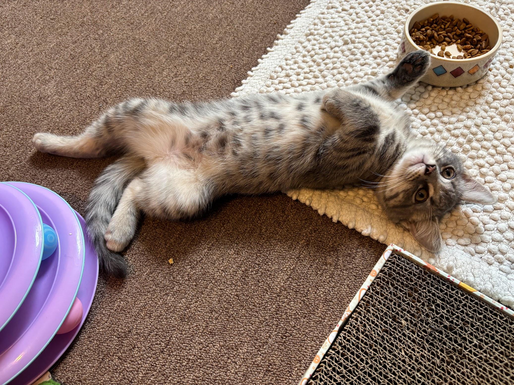 Banshee, an adopted Domestic Short Hair in Pittsburgh, PA image 4/6