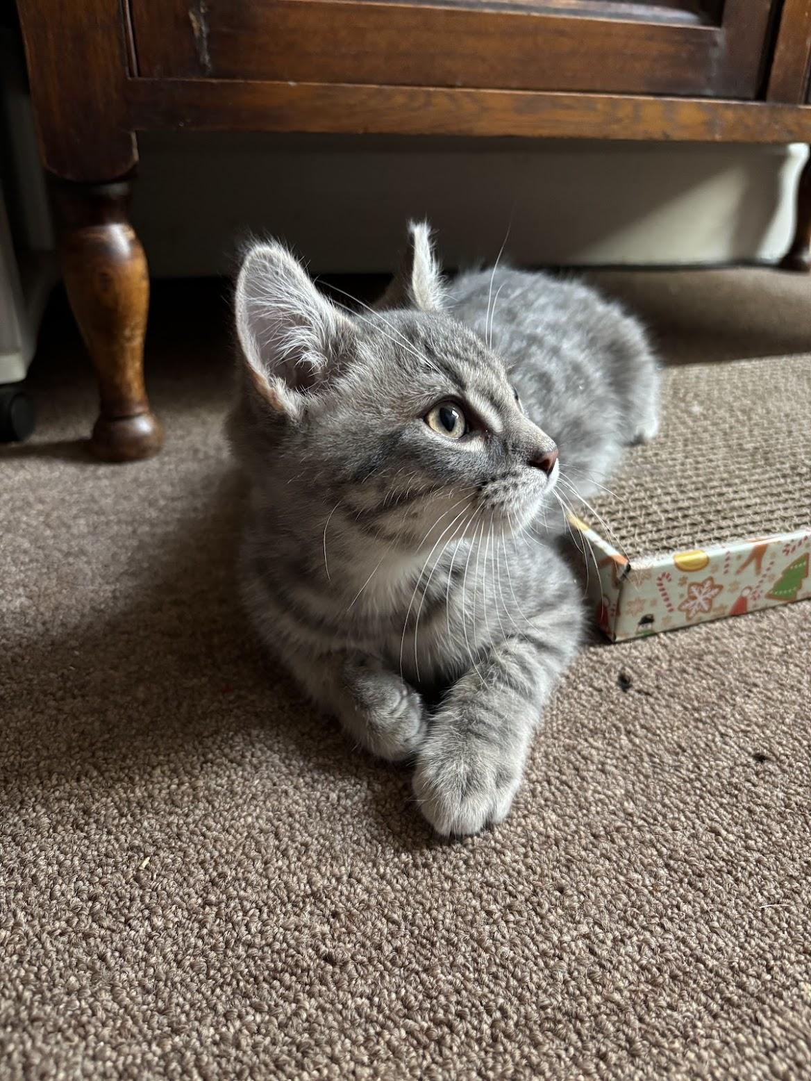 Banshee, an adopted Domestic Short Hair in Pittsburgh, PA image 5/6