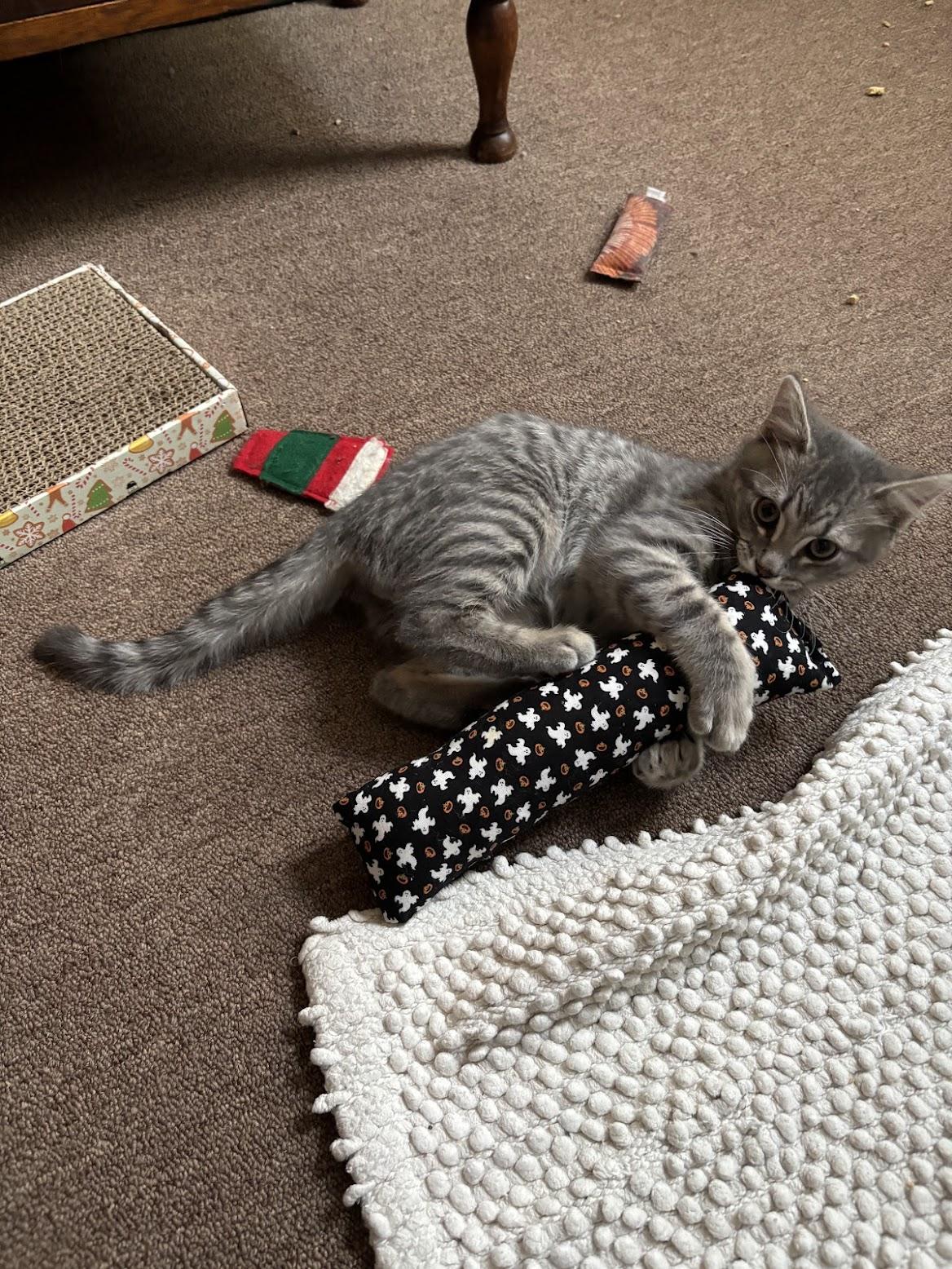 Banshee, an adopted Domestic Short Hair in Pittsburgh, PA image 6/6