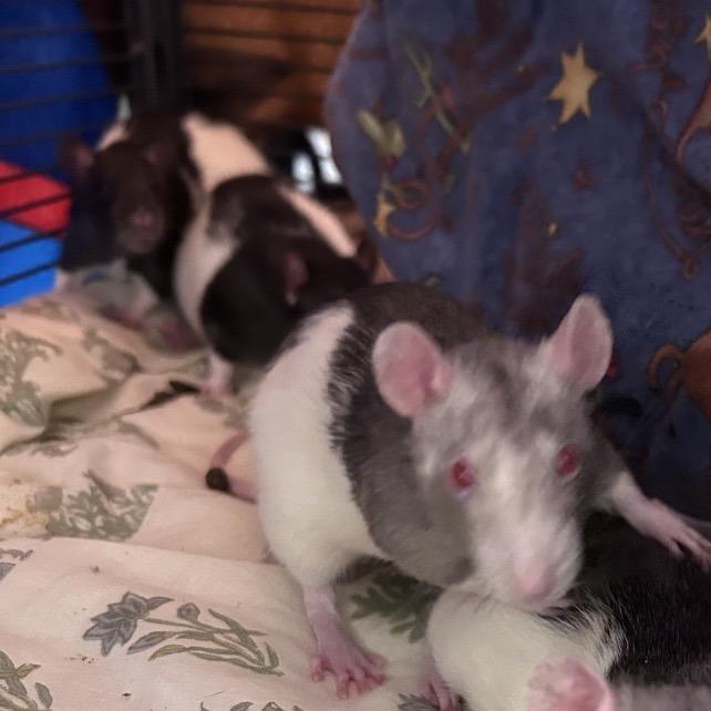 Enlarge Pantleg, a Adoptable Rat in Bedford, NH image 1/1