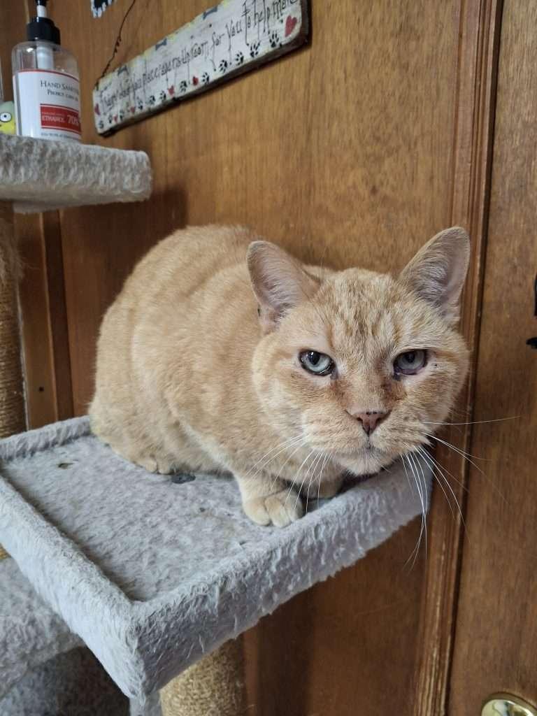 CHICK-A-DEE, a ADOPTABLE Domestic Short Hair in Ironwood, MI image 2/6