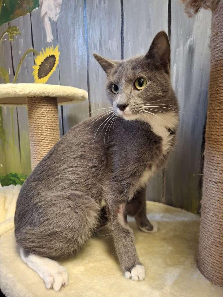 CHICK-A-DEE, ADOPTABLE, Adult Female Domestic Short Hair.