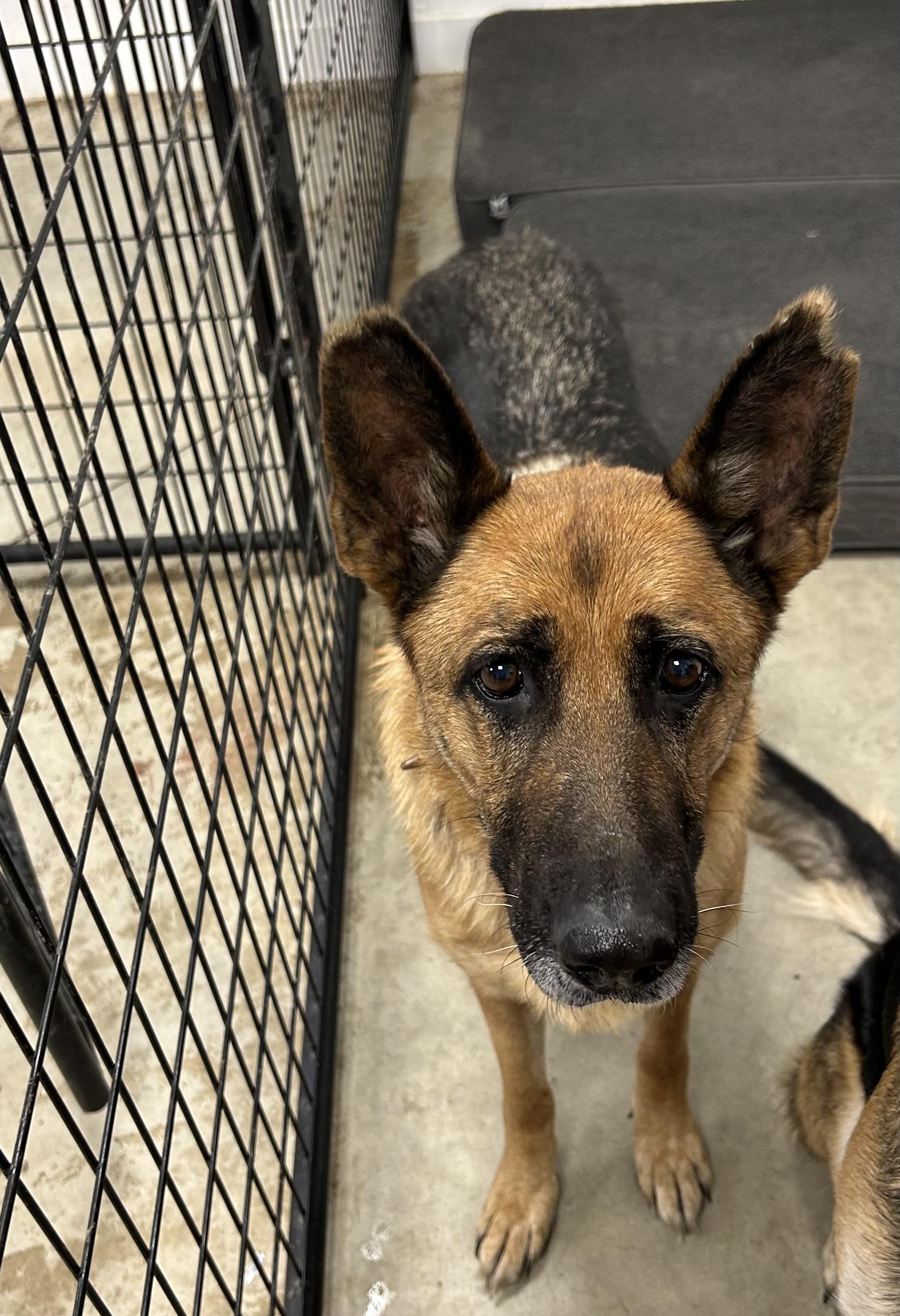 Enlarge Tikka, a Adoptable German Shepherd Dog in Blue Earth, MN image 1/1