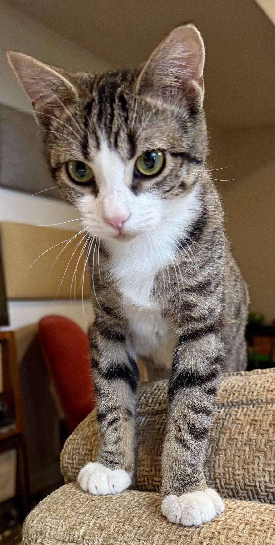 Enlarge Elara, a Adoptable Domestic Short Hair in Reston, VA image 2/3