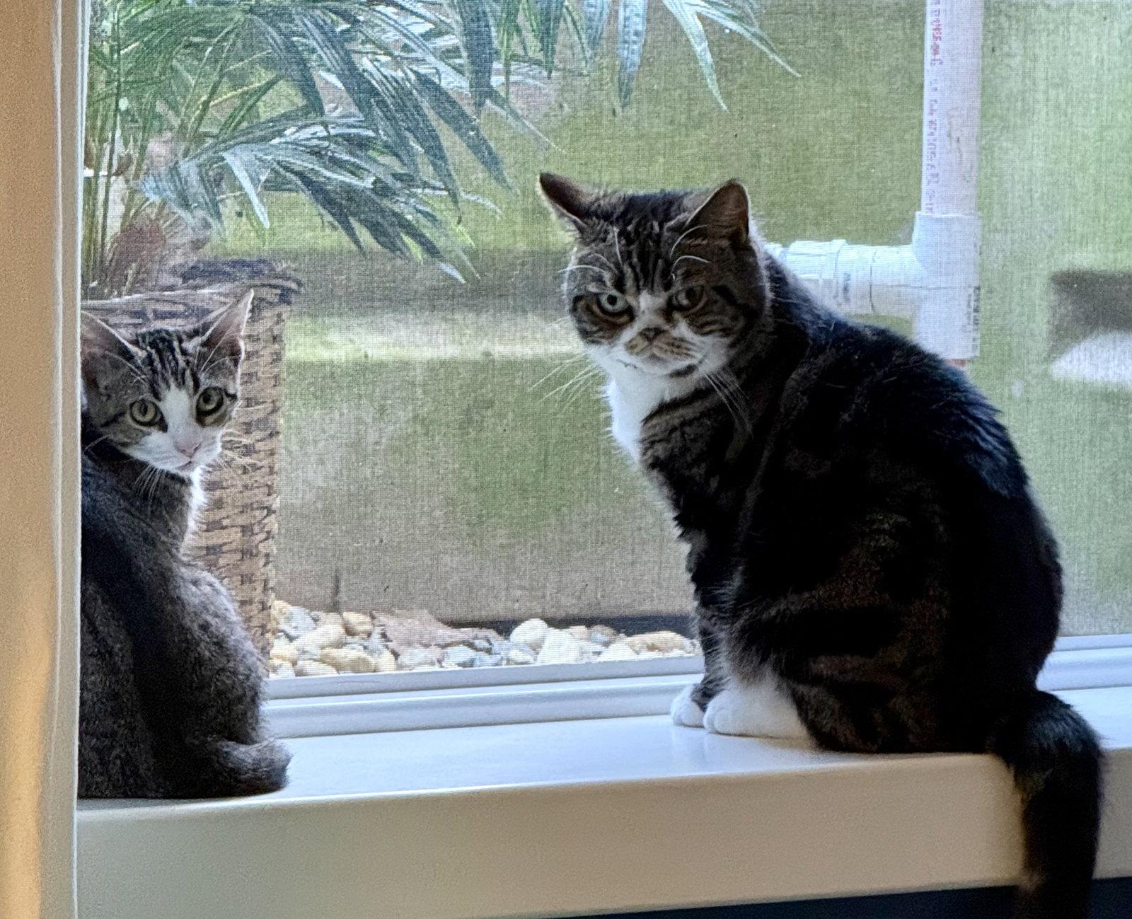 Enlarge Elara, a Adoptable Domestic Short Hair in Reston, VA image 3/3