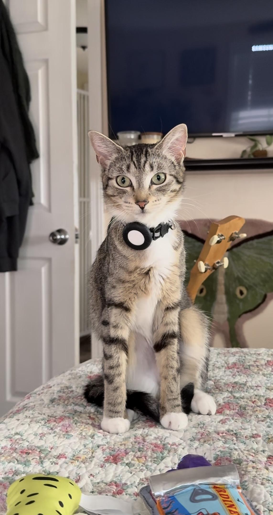 Taylor, ADOPTABLE, Young Female Domestic Short Hair.