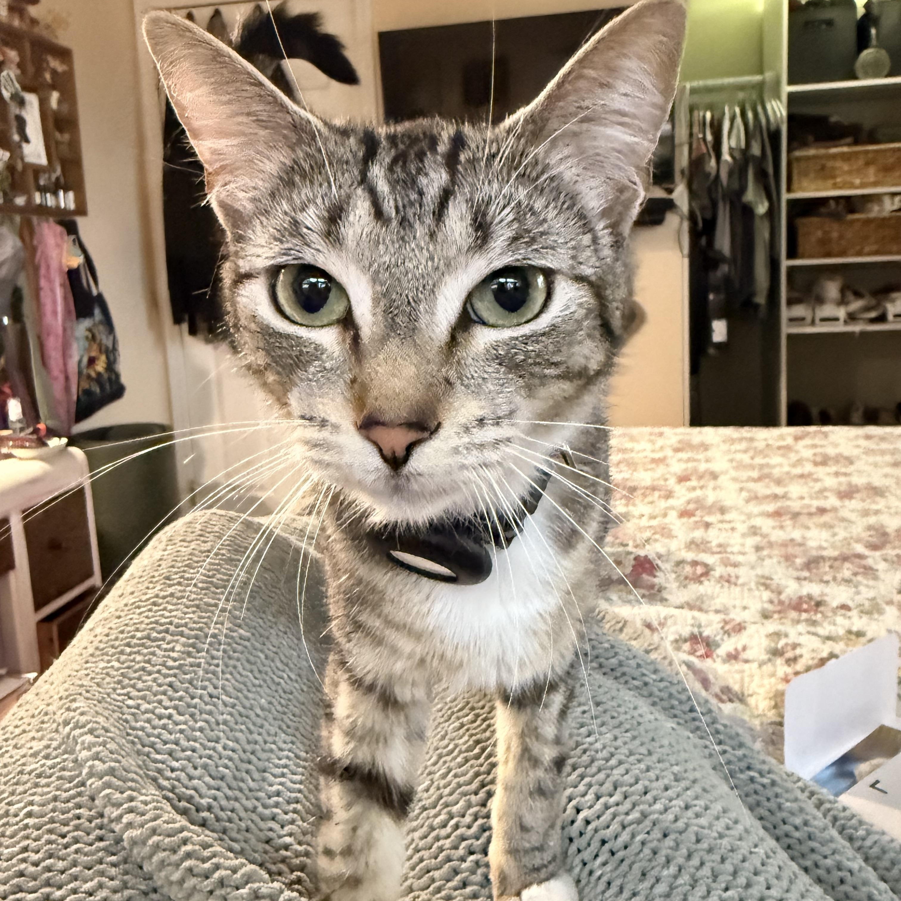 Taylor, a ADOPTABLE Domestic Short Hair in The Dalles, OR image 2/3