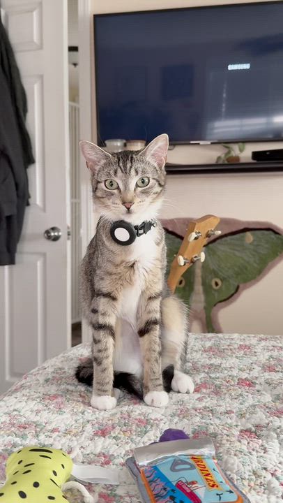 Enlarge Taylor, a ADOPTABLE Domestic Short Hair in The Dalles, OR video 3/3