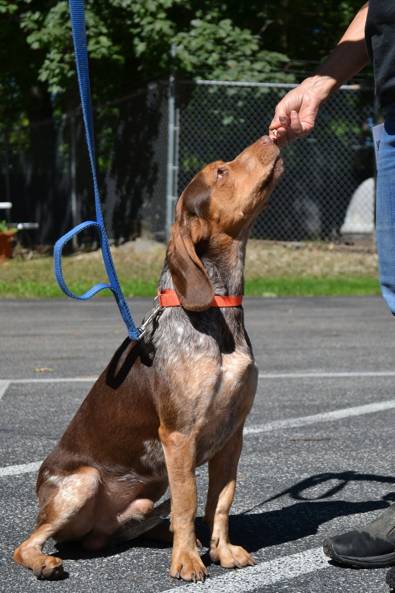Enlarge Tahoe, a Adoptable mixed breed in Chardon, OH image 2/6