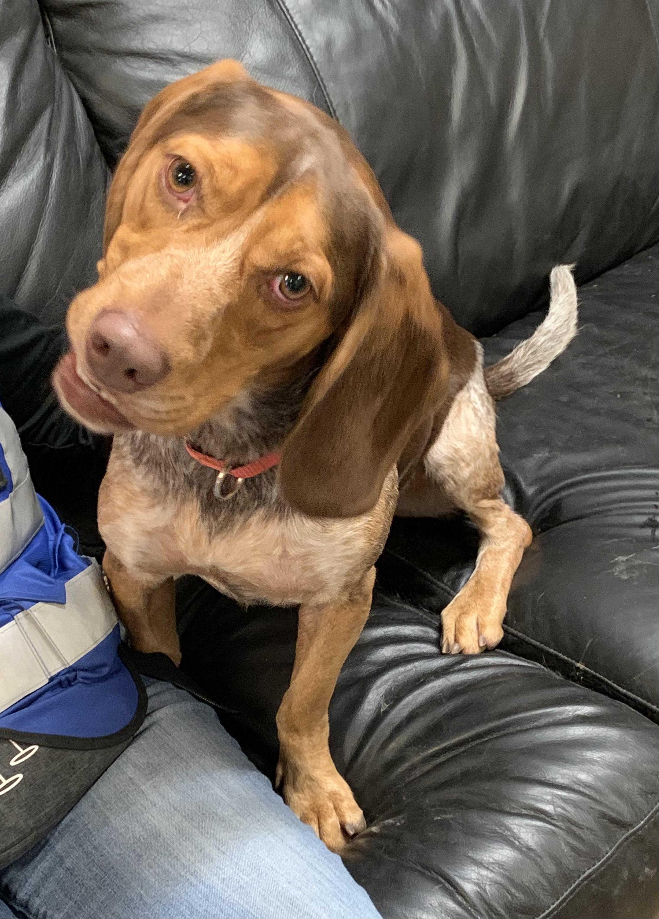 Tahoe, Adoptable, Young Male Hound.