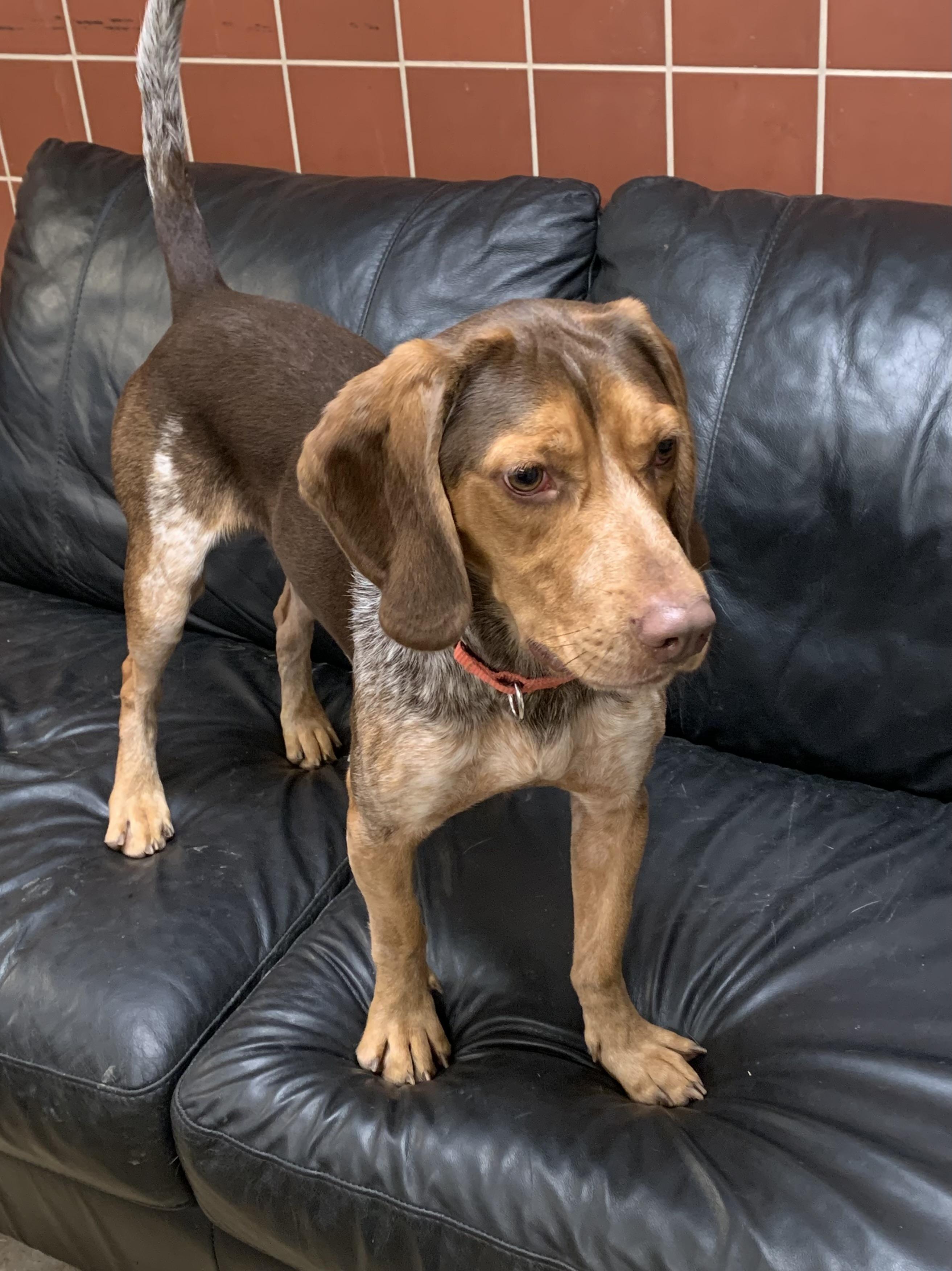 Enlarge Tahoe, a Adoptable mixed breed in Chardon, OH image 6/6