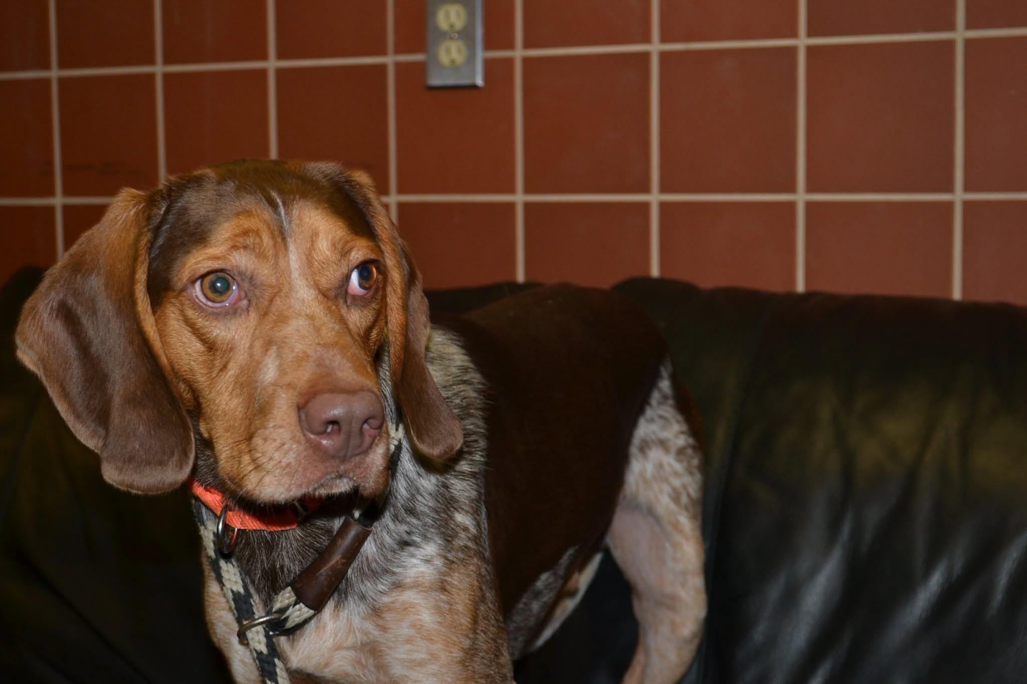 Enlarge Tahoe, a Adoptable mixed breed in Chardon, OH image 3/6
