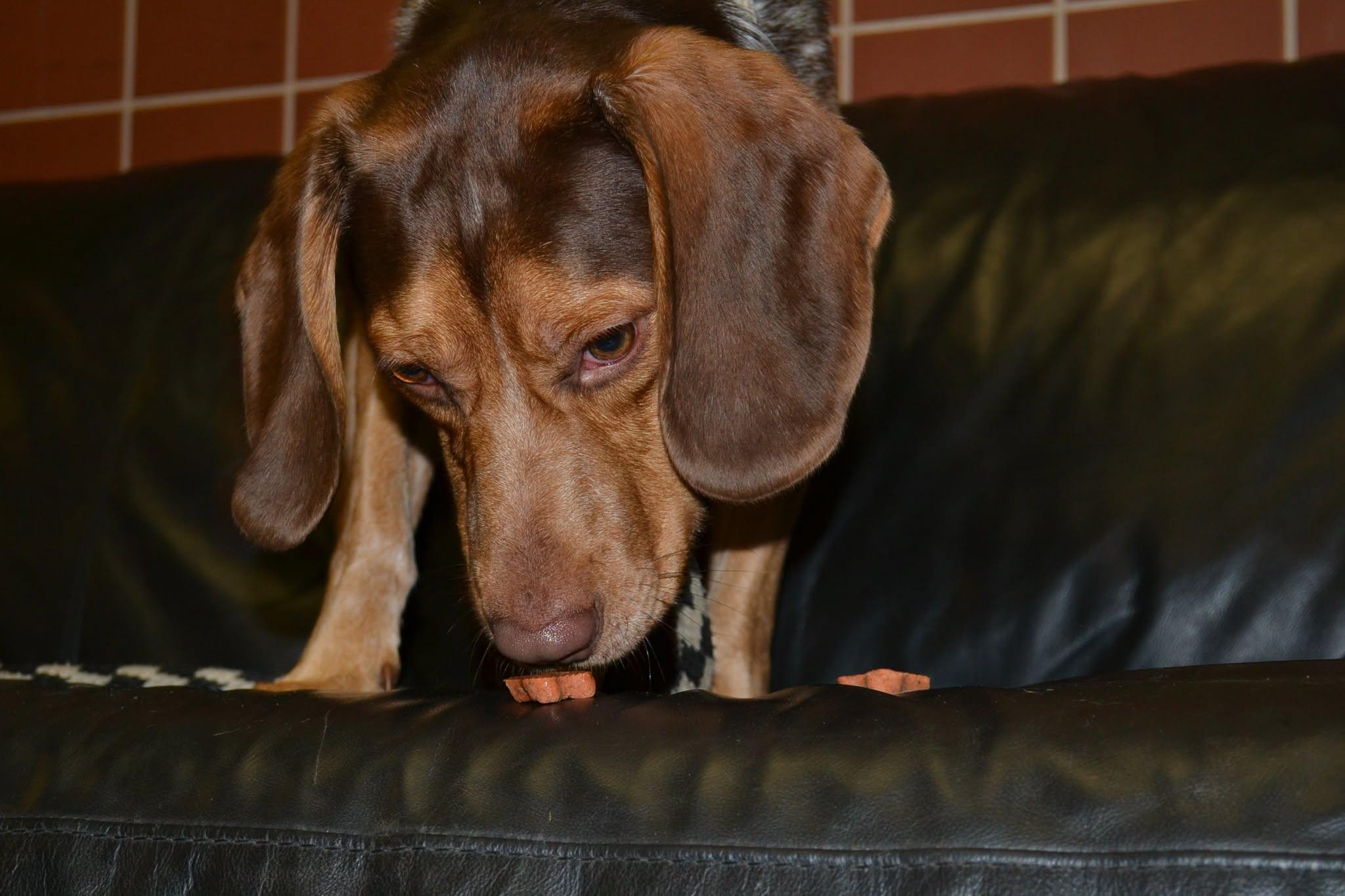 Enlarge Tahoe, a Adoptable mixed breed in Chardon, OH image 4/6
