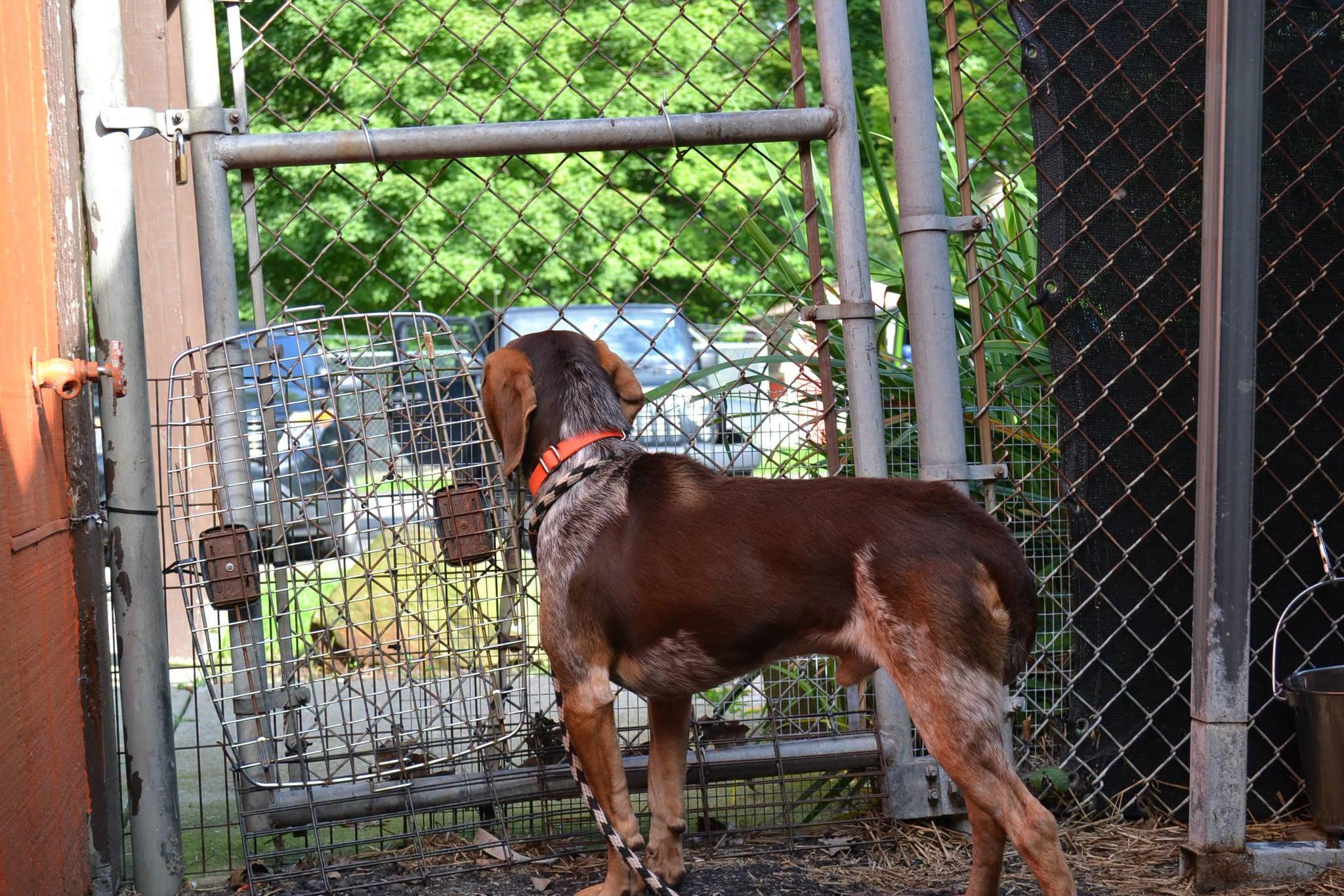Enlarge Tahoe, a Adoptable mixed breed in Chardon, OH image 5/6