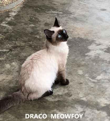 Draco Meowfoy, adopted, Young Male Domestic Long Hair.