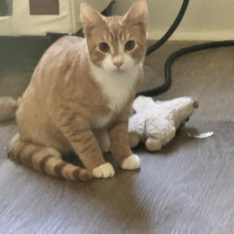 Enlarge Sprite, a Adoptable Domestic Short Hair in Belmont, NC image 2/3