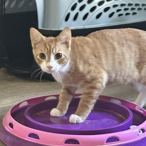 Enlarge Sprite, a Adoptable Domestic Short Hair in Belmont, NC image 3/3
