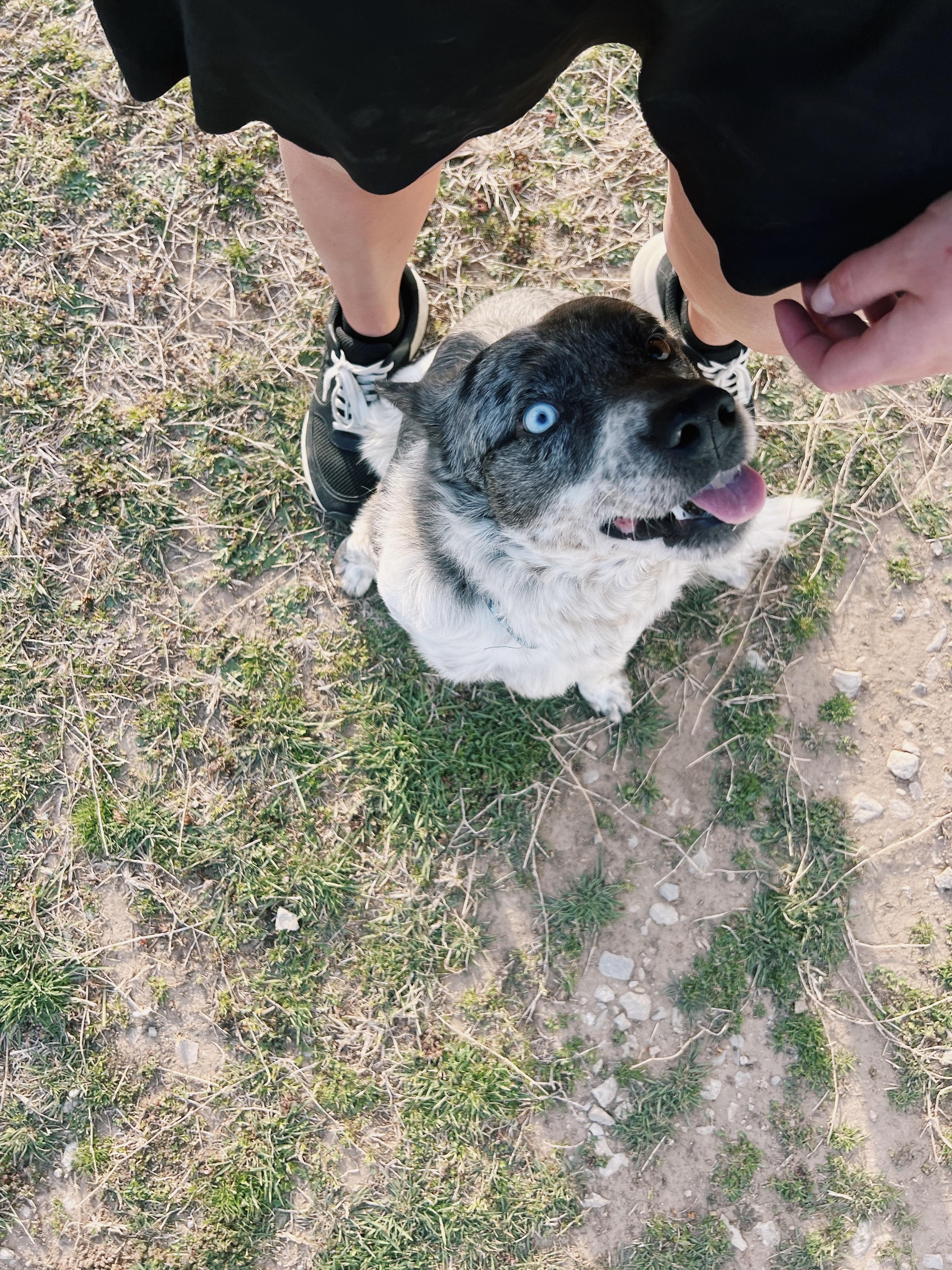 Hamlet, a ADOPTABLE Australian Cattle Dog / Blue Heeler in Bixby, OK image 2/2
