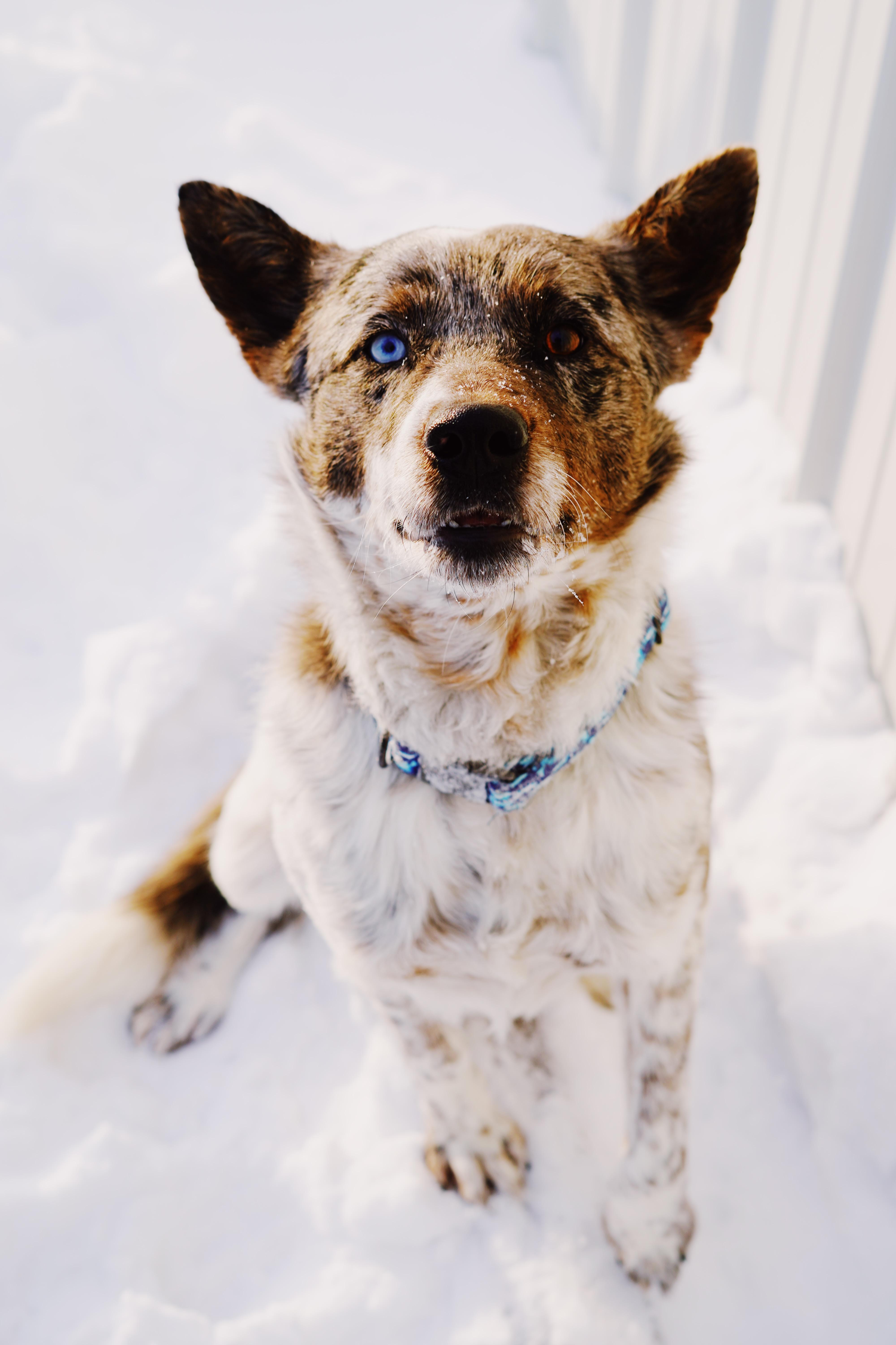 Hamlet, ADOPTABLE, Adult Male Australian Cattle Dog / Blue Heeler.