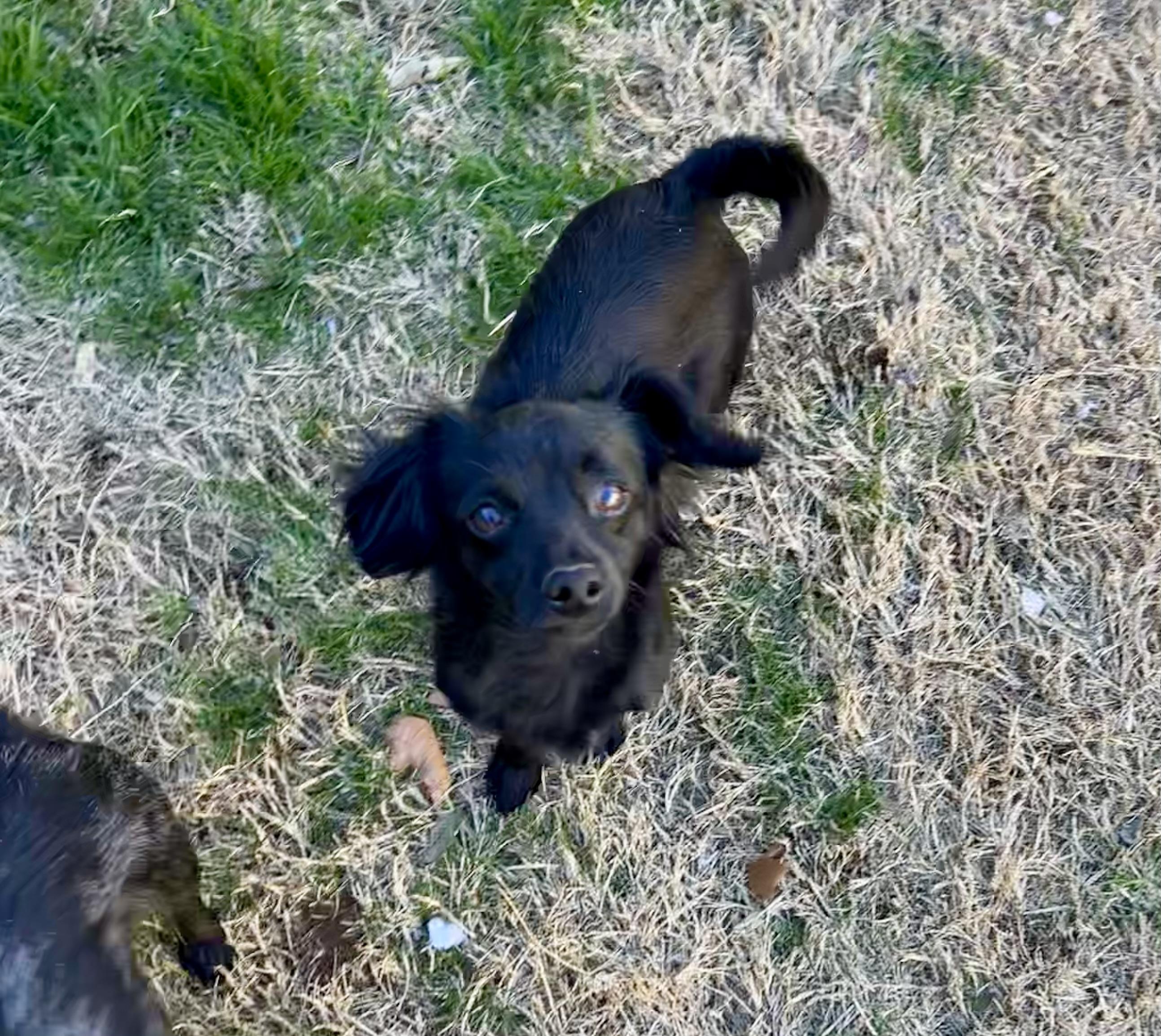 Enlarge Brody, a Adoptable mixed breed in Chickasha, OK image 3/4