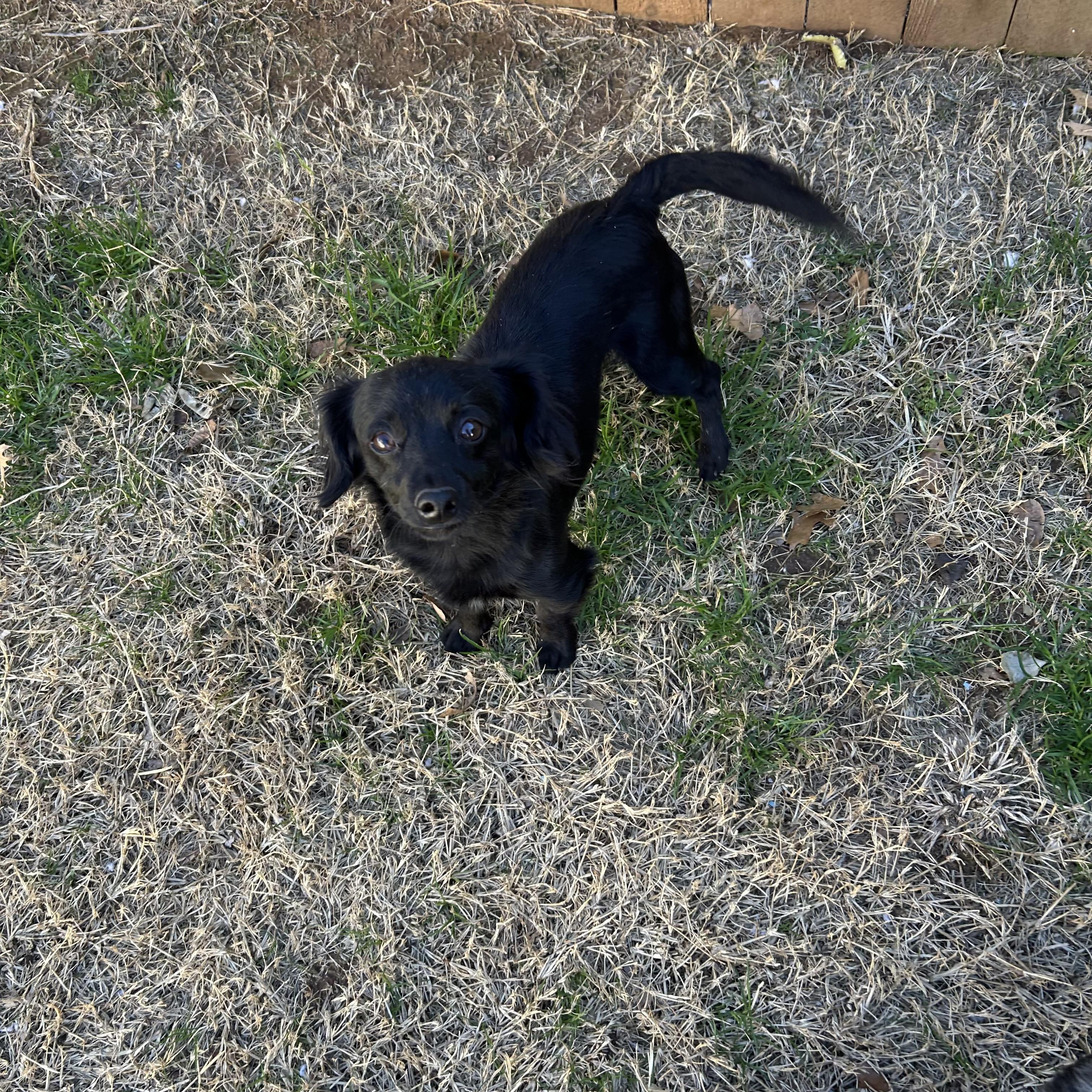 Enlarge Brody, a Adoptable mixed breed in Chickasha, OK image 4/4