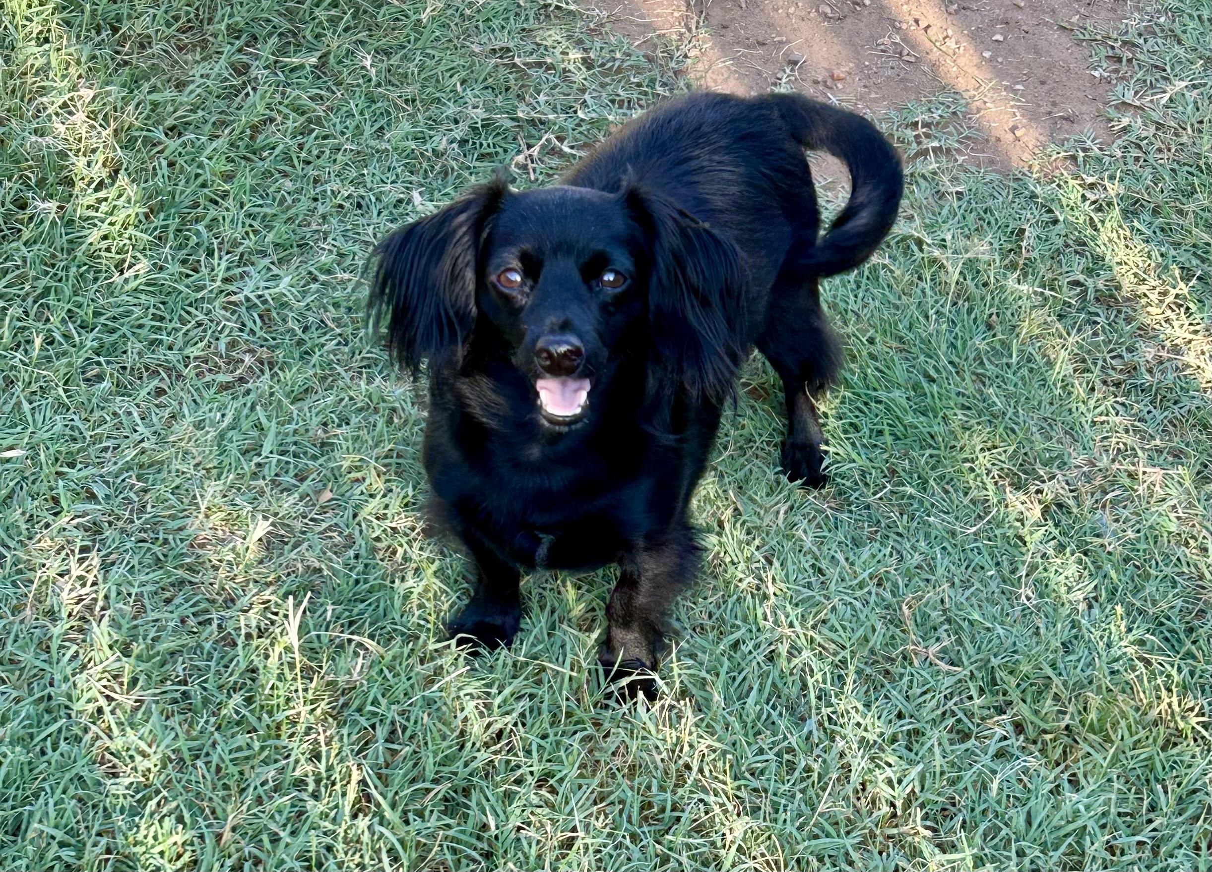 Brody, Adoptable, Adult Male Miniature Dachshund & Chihuahua.