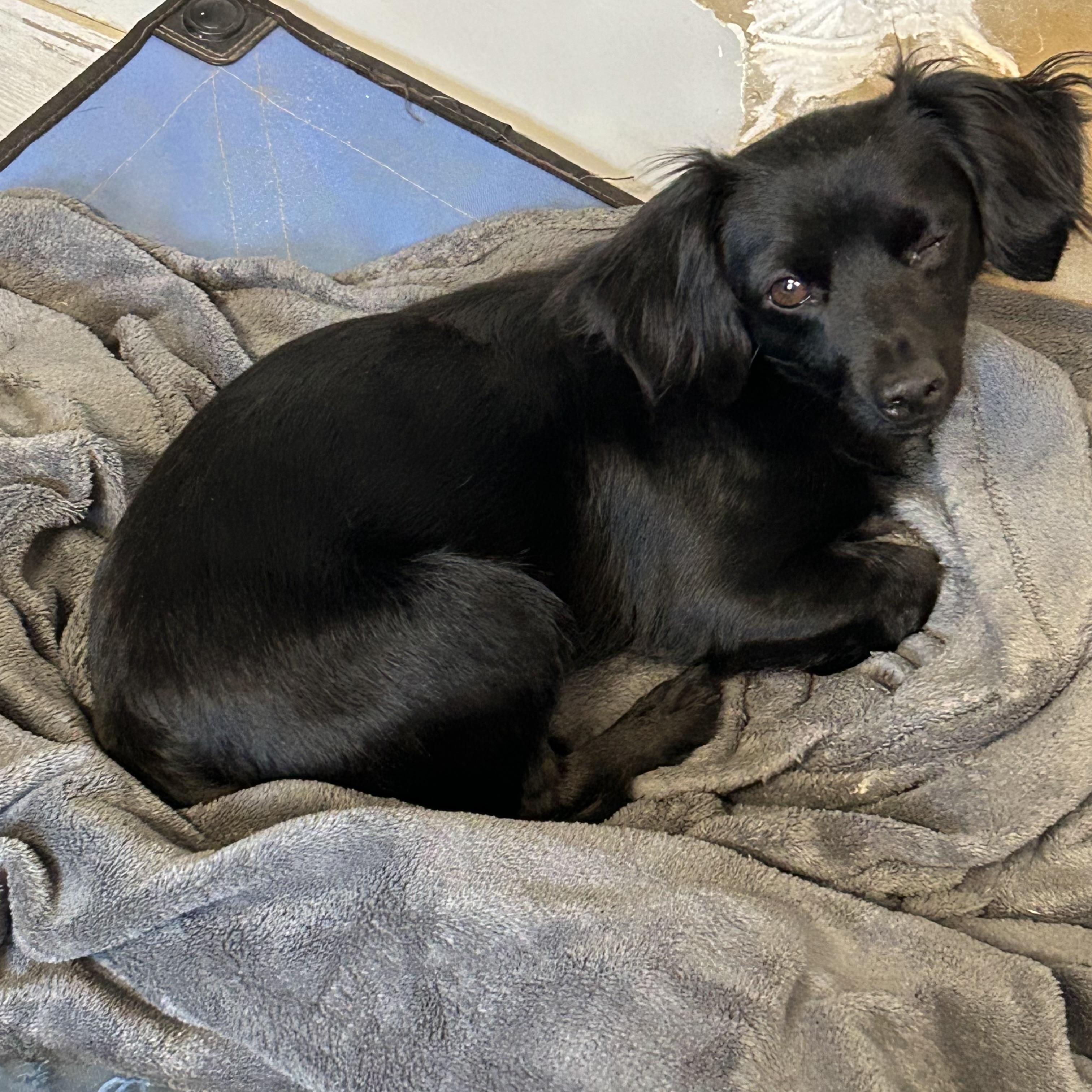 Enlarge Brody, a Adoptable mixed breed in Chickasha, OK image 1/4