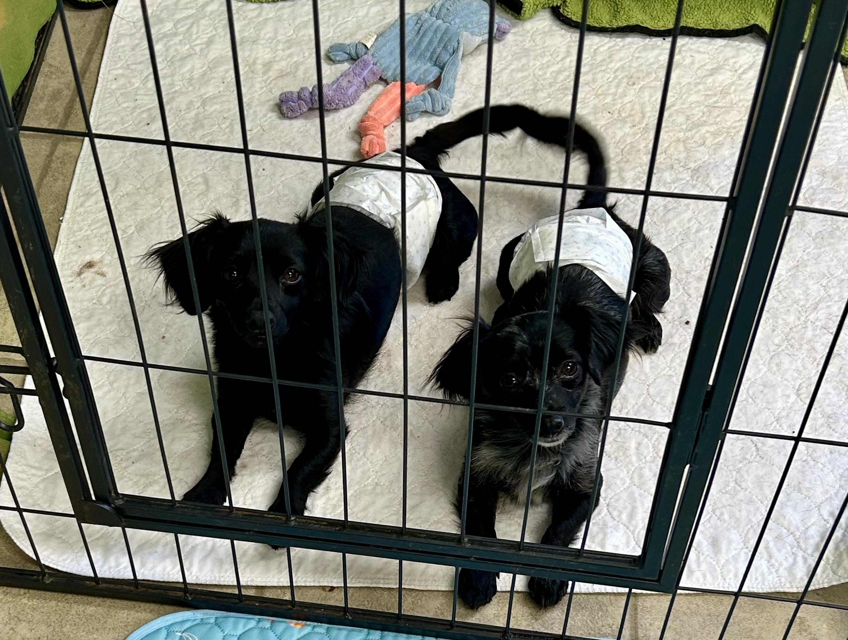 Enlarge Brody, a Adoptable mixed breed in Chickasha, OK image 2/4