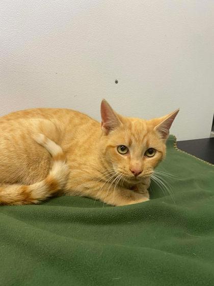 Mr. Potato Head, Adoptable, Adult Male Domestic Short Hair & Domestic Short Hair.
