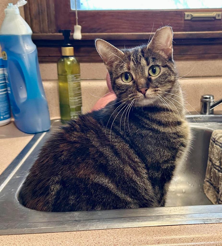 Teal, Adoptable, Young Female Domestic Short Hair.
